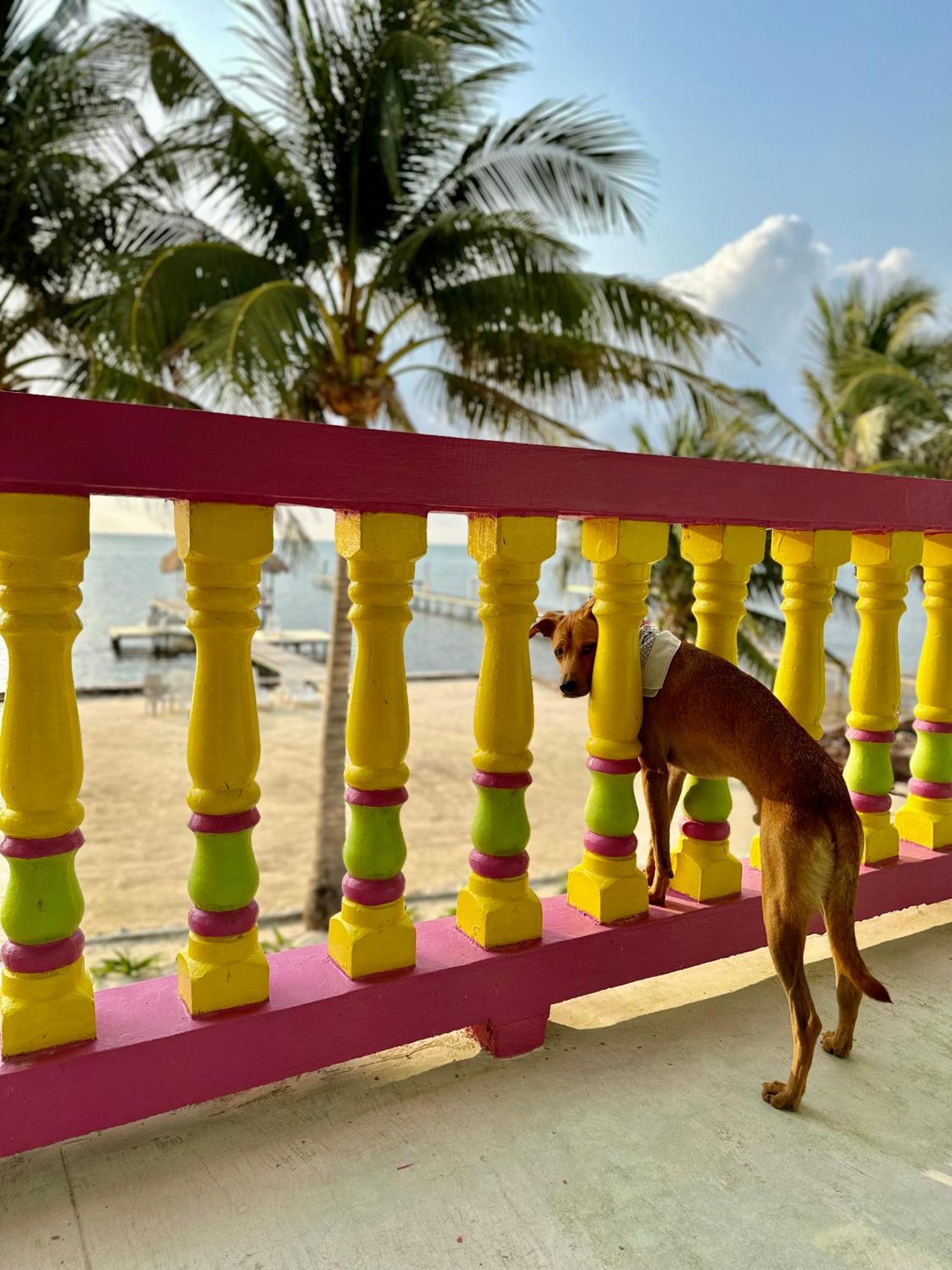 Barefoot Beach Belize Caye Caulker Ngoại thất bức ảnh